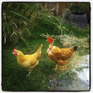 Two of the girls...destroying the yard